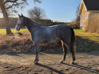 hästar Hopp/Fälttävlan talang - Annons 13