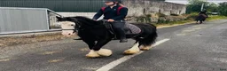 Allround hästar till salu: Cute Irish cob mare - Annons 4