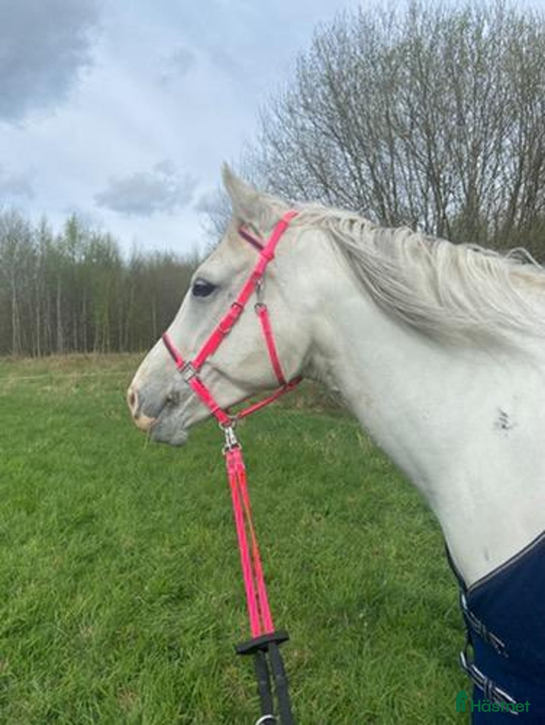 Allround hästar till salu: Bästa julklappen! i Gullabo - Annons 3