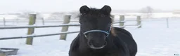 Dressyr hästar till salu: Mycket vacker svart hingst född -25 - Annons 4