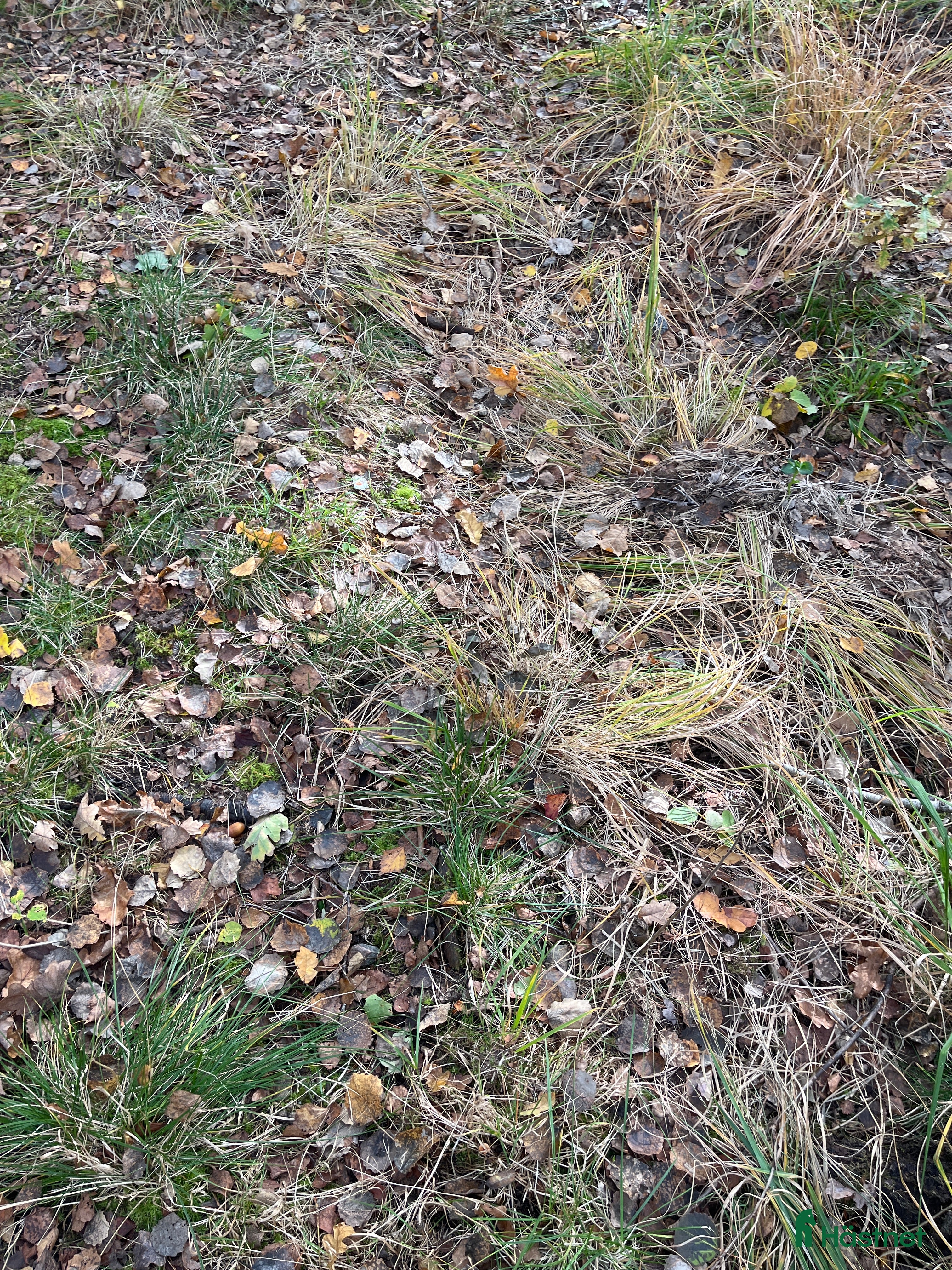  stallplats Stallplats  i Trollhättan - Annons 14