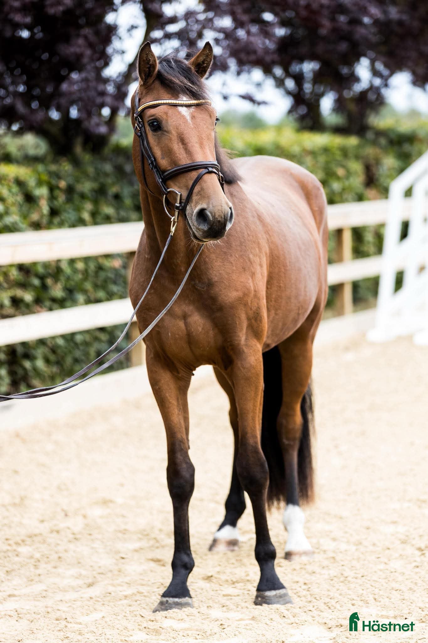  hästar 3y by Harley VDL i Værløse - Annons 10