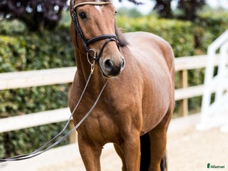 hästar 3y by Harley VDL i Værløse - Annons 7