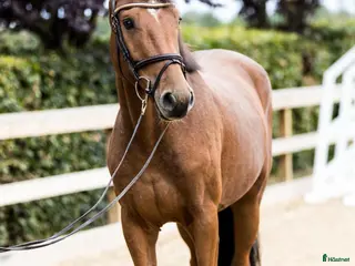 hästar 3y by Harley VDL i Værløse - Annons 10