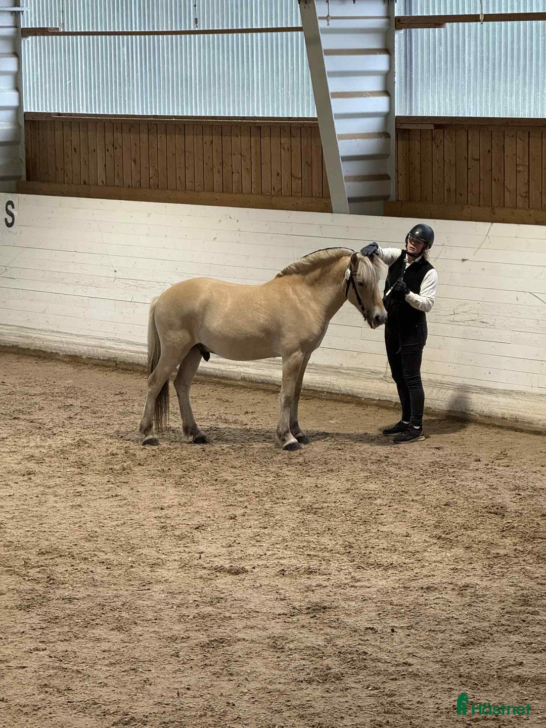 Allround hästar till salu: Underbar 3 års valack  i Finspång - Annons 4