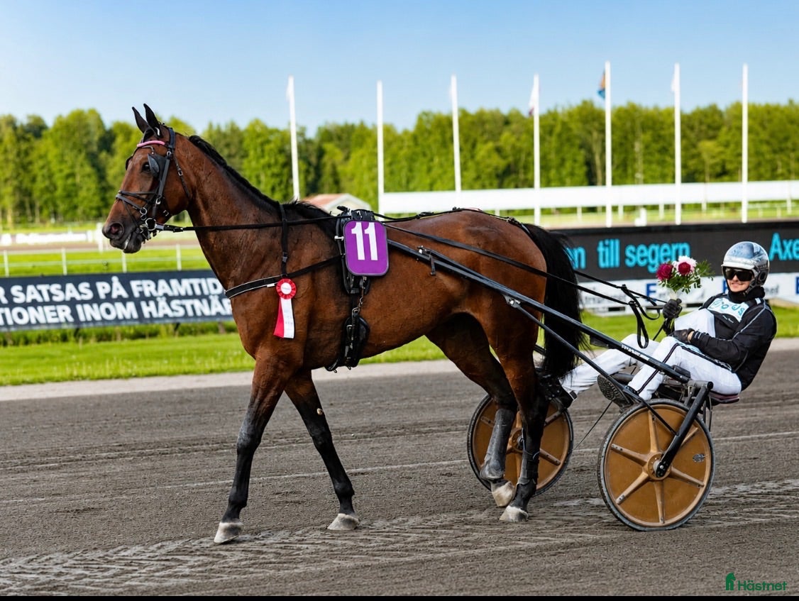  hästar Avelsto/ ridhäst - Annons 3