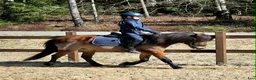 Allround hästar till salu: Fantastiska barnponnyer! :-)  - Annons 4
