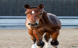 Hoppning hästar till salu: Välstammad hopphingst - lägg bud! i Ljungskile - Annons 5