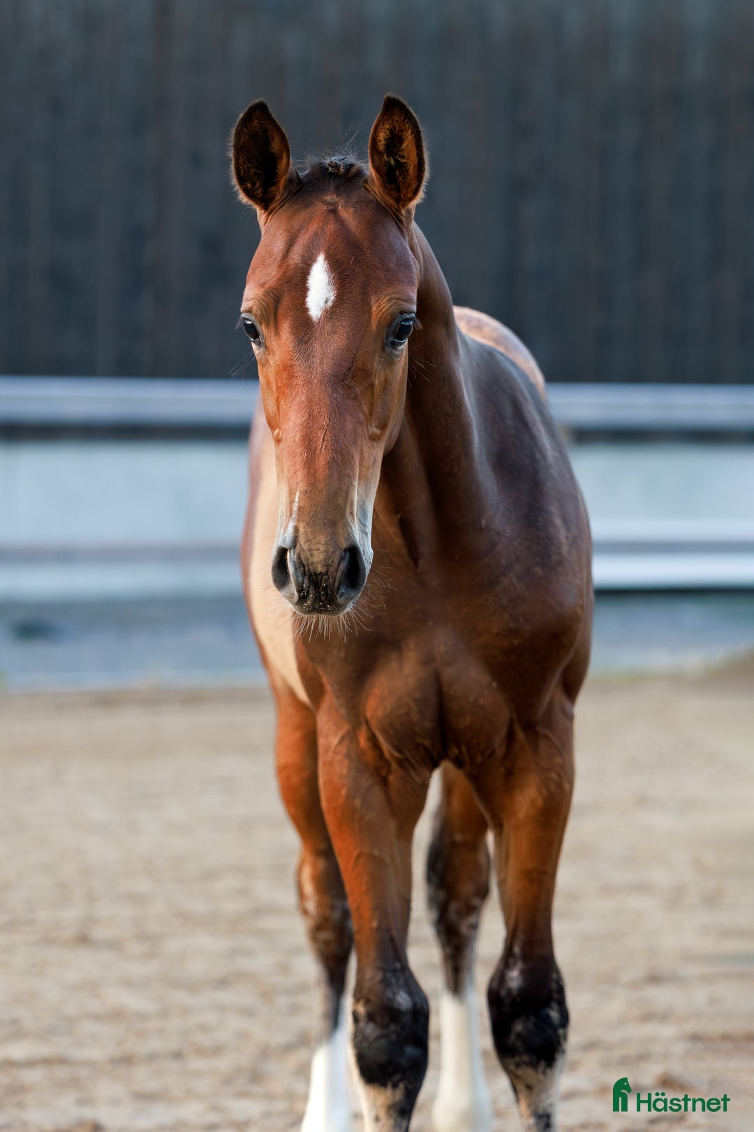 Hoppning hästar till salu: Välstammad hopphingst - lägg bud! i Ljungskile - Annons 5