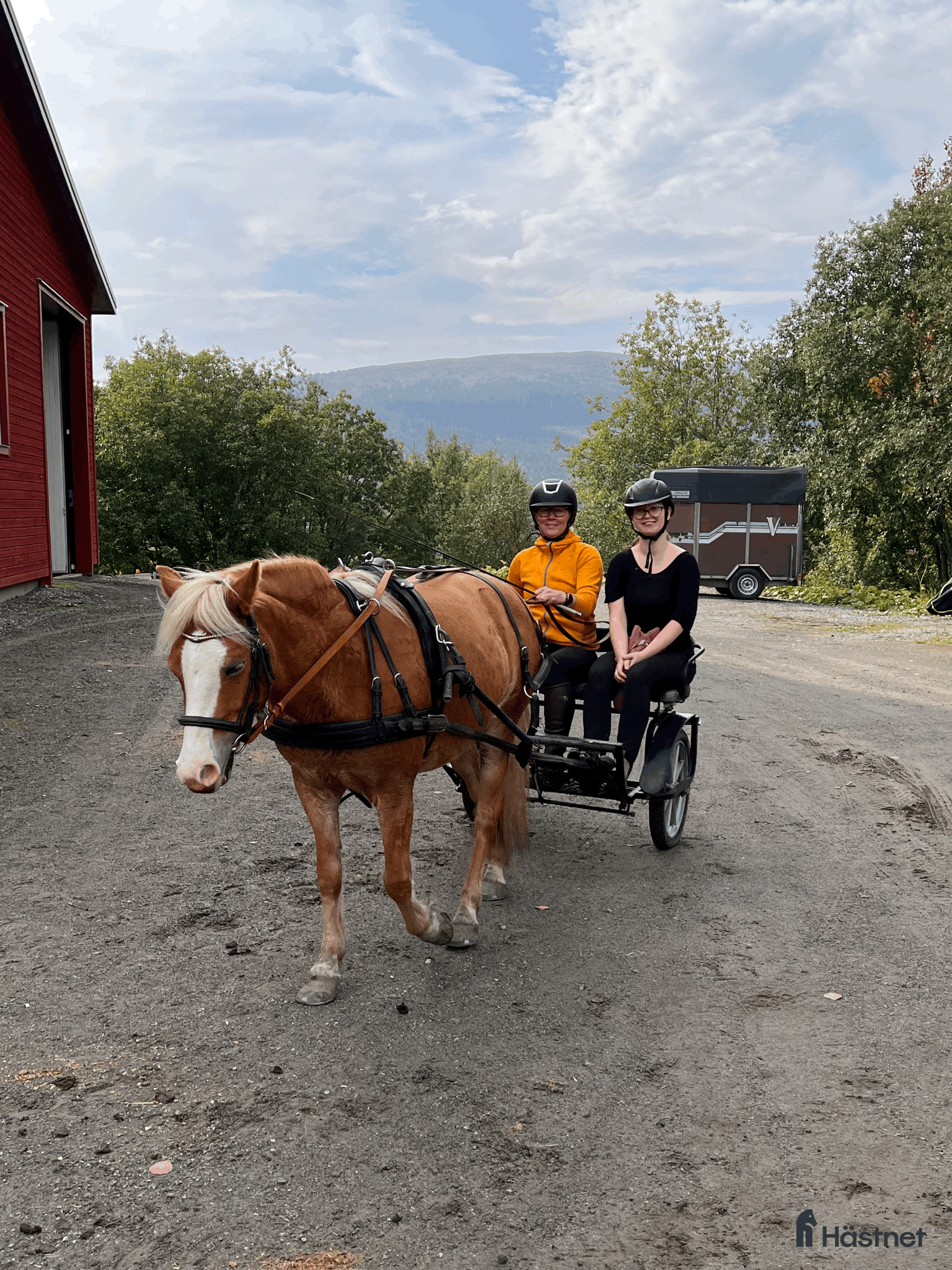 Körning hästar till salu: Bästa vän för körning och ridning - Annons 6
