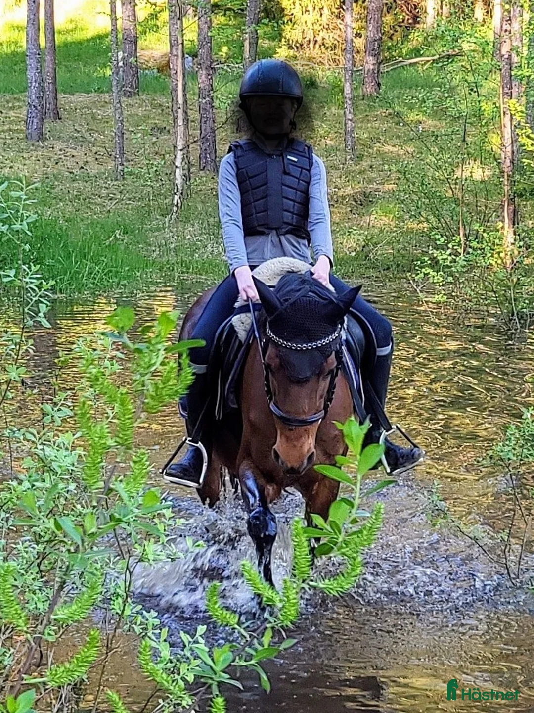 Dressyr hästar till salu: Fantastisk läromästare - Annons 5