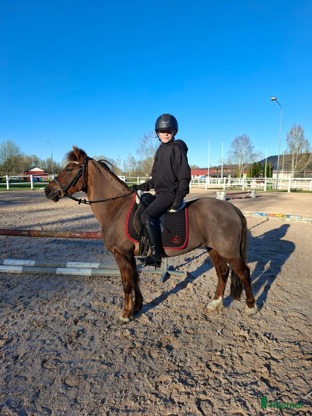 Allround hästar till salu: Snäll B-ponny - Annons 2
