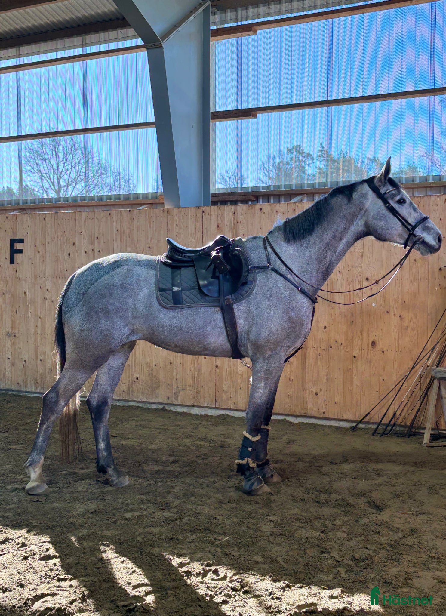  hästar Enelzkey-sto för framtiden✨ - Annons 5