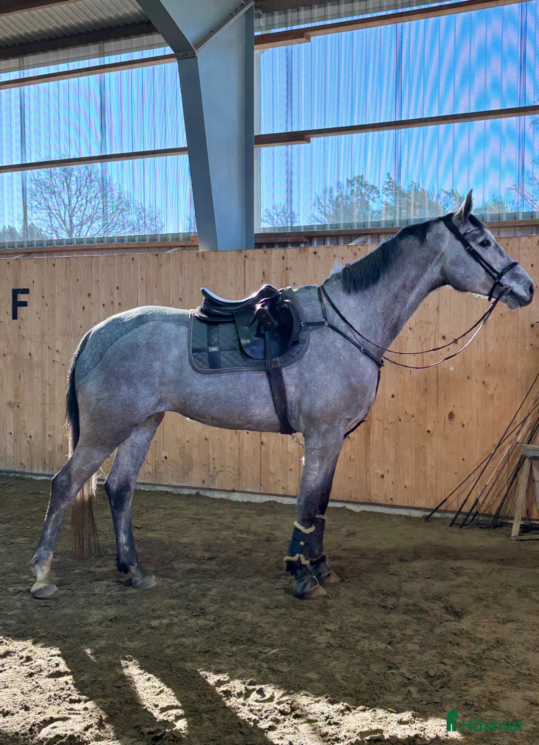 Hoppning hästar till salu: Enelzkey-sto för framtiden✨ - Annons 1