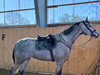 hästar Enelzkey-sto för framtiden✨ - Annons 5