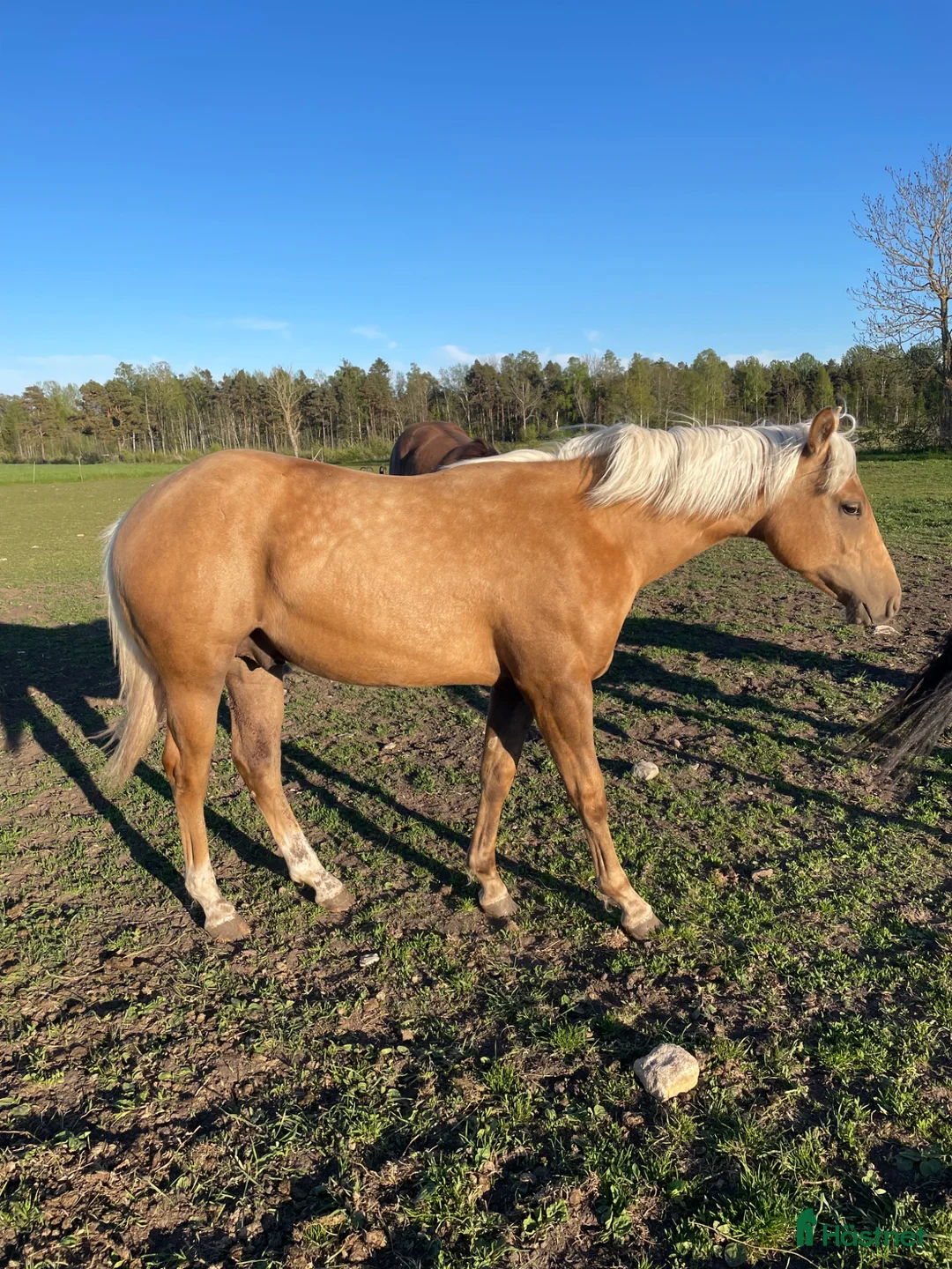 Western hästar till salu: Avelssto med reining stam - Annons 3
