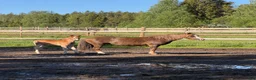 Allround hästar till salu: Welsh partbred föl  - Annons 3