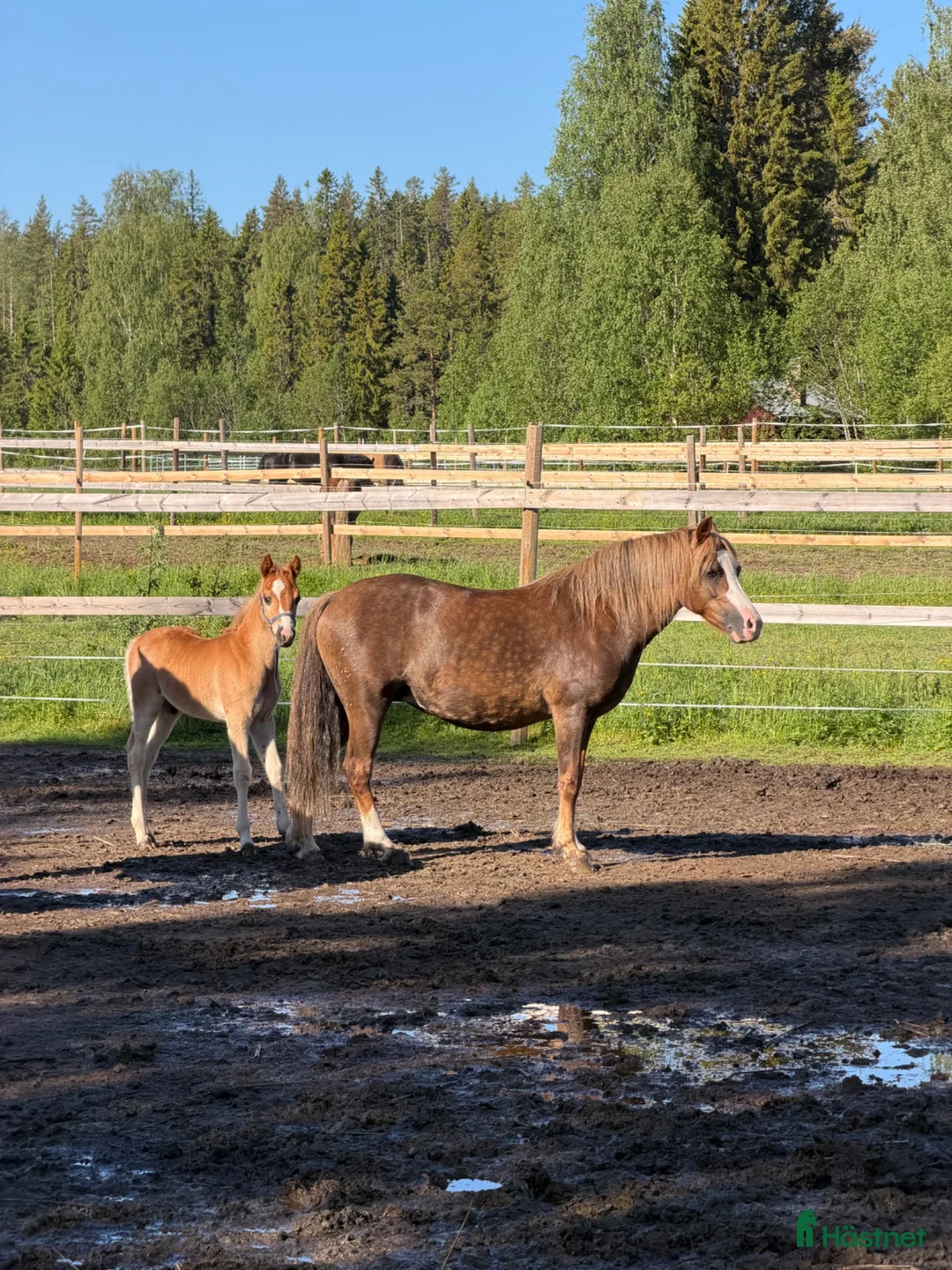 Allround hästar till salu: Welsh partbred föl  - Annons 3