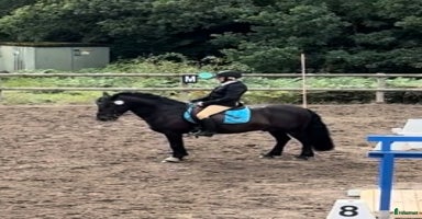  hästar i Skyttorp - Annons 13