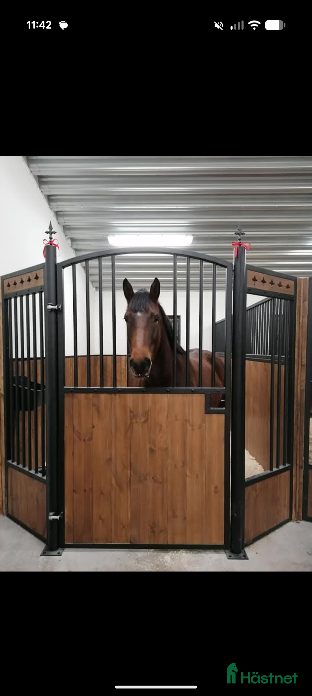 Allround hästar till salu: Ragnar säljes/bytes i Blidsberg - Annons 4