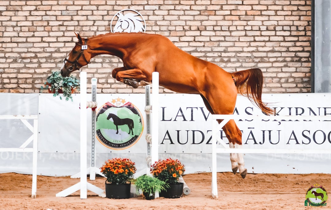 Hoppning hästar till salu: Utan mellanhänder, från en hästuppfödare i Sorunda - Annons 5