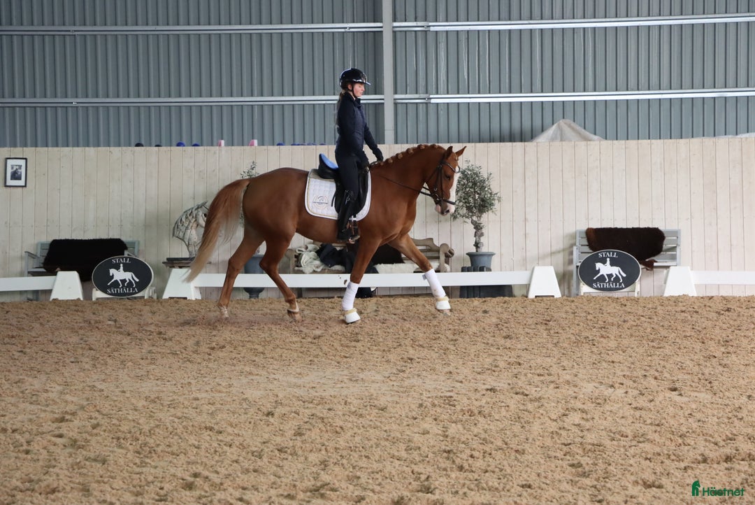 Allround hästar till salu: Formbar framtida stjärna! i Tranås - Annons 4