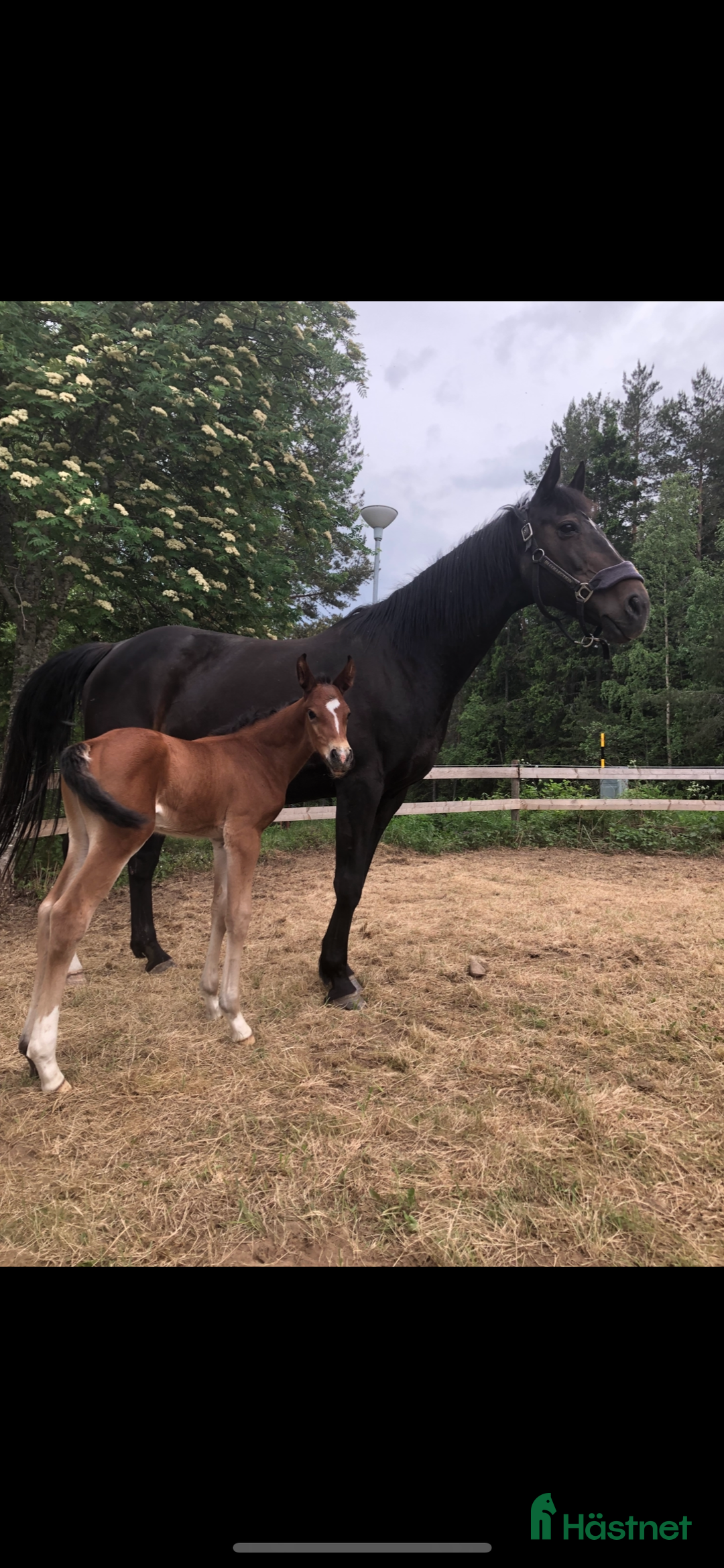 Avelshästar hästar till salu: Avelssto till salu i Hudiksvall - Annons 1