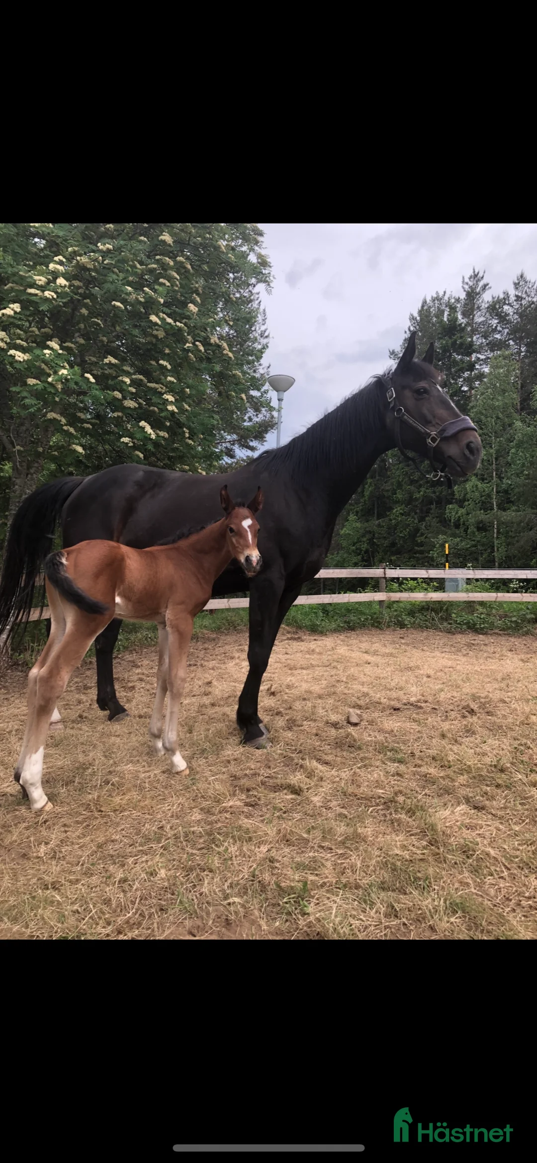 Avelshästar hästar till salu: Avelssto/hobbyhäst till salu - Annons 1