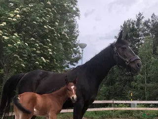 hästar Avelssto/hobbyhäst till salu - Annons 6