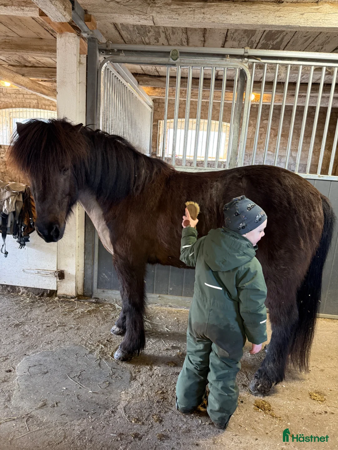 Island hästar till salu: 💜 Väldens bästa Nallebjörn 💜 - Annons 2