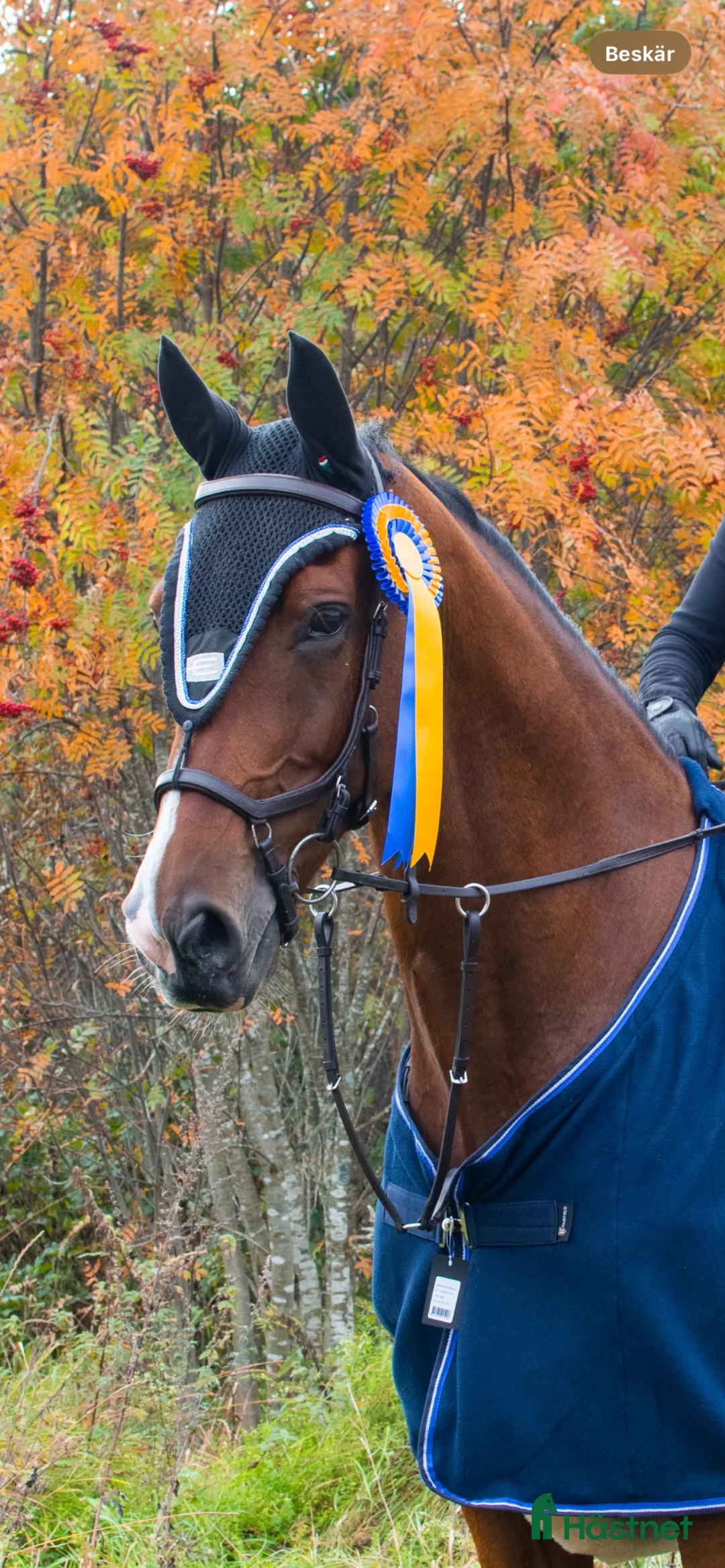 Allround hästar till salu: Trygg kille för hoppning och fälttävlan 🌟 - Annons 2