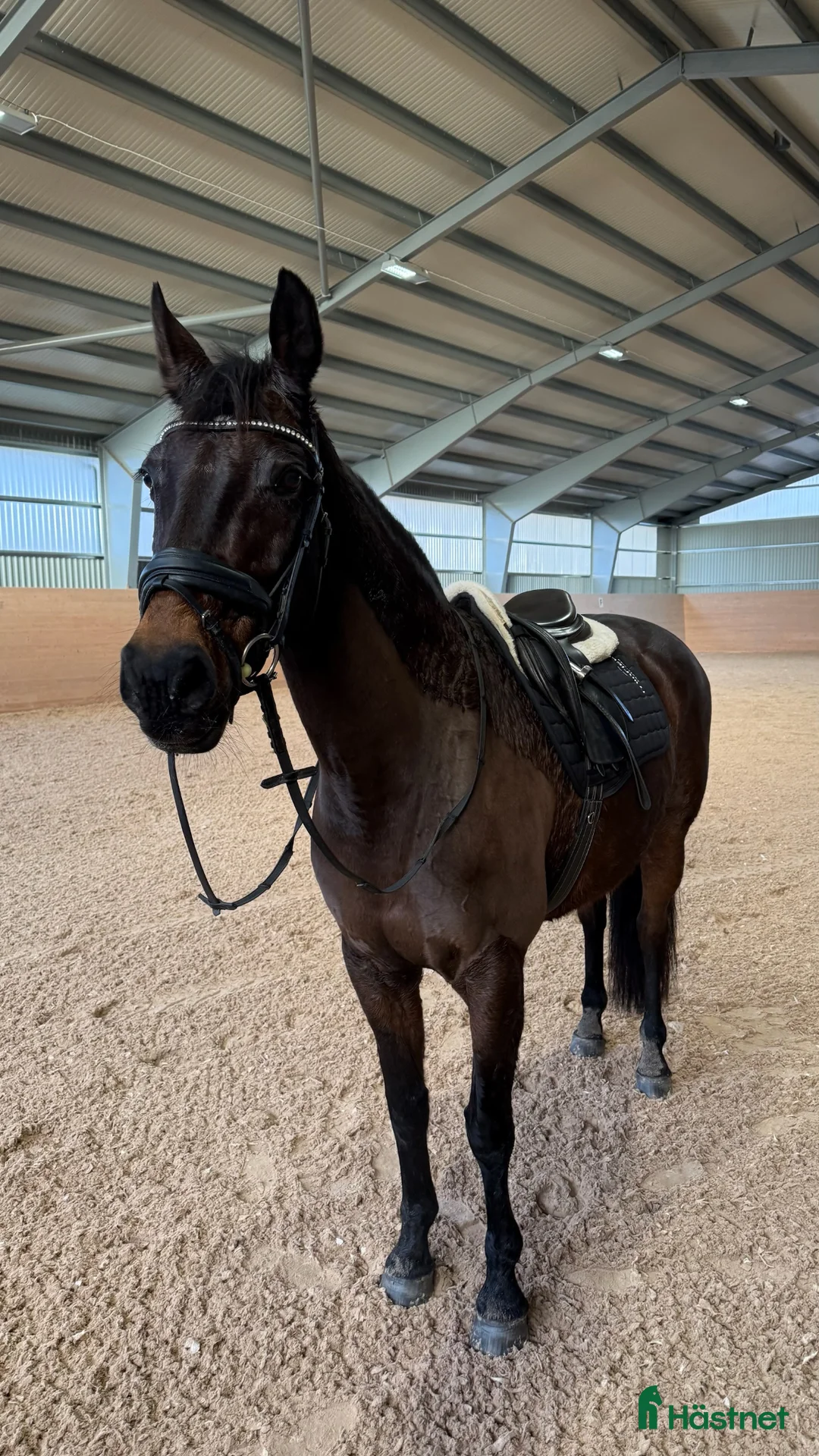 Allround hästar till salu: Fint sto söker nytt hem  - Annons 2