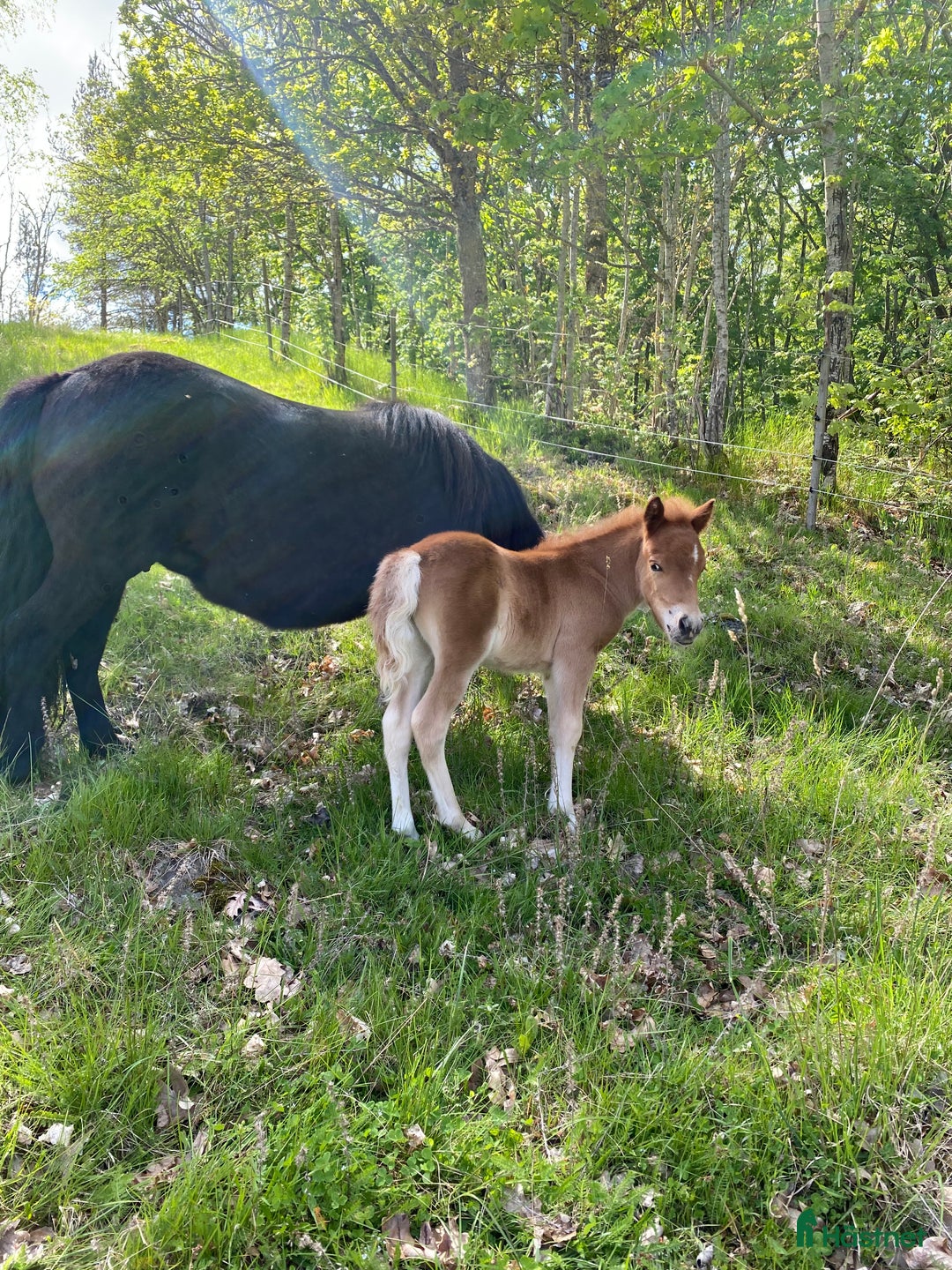 Allround hästar till salu: Hingstföl i Vetlanda - Annons 3