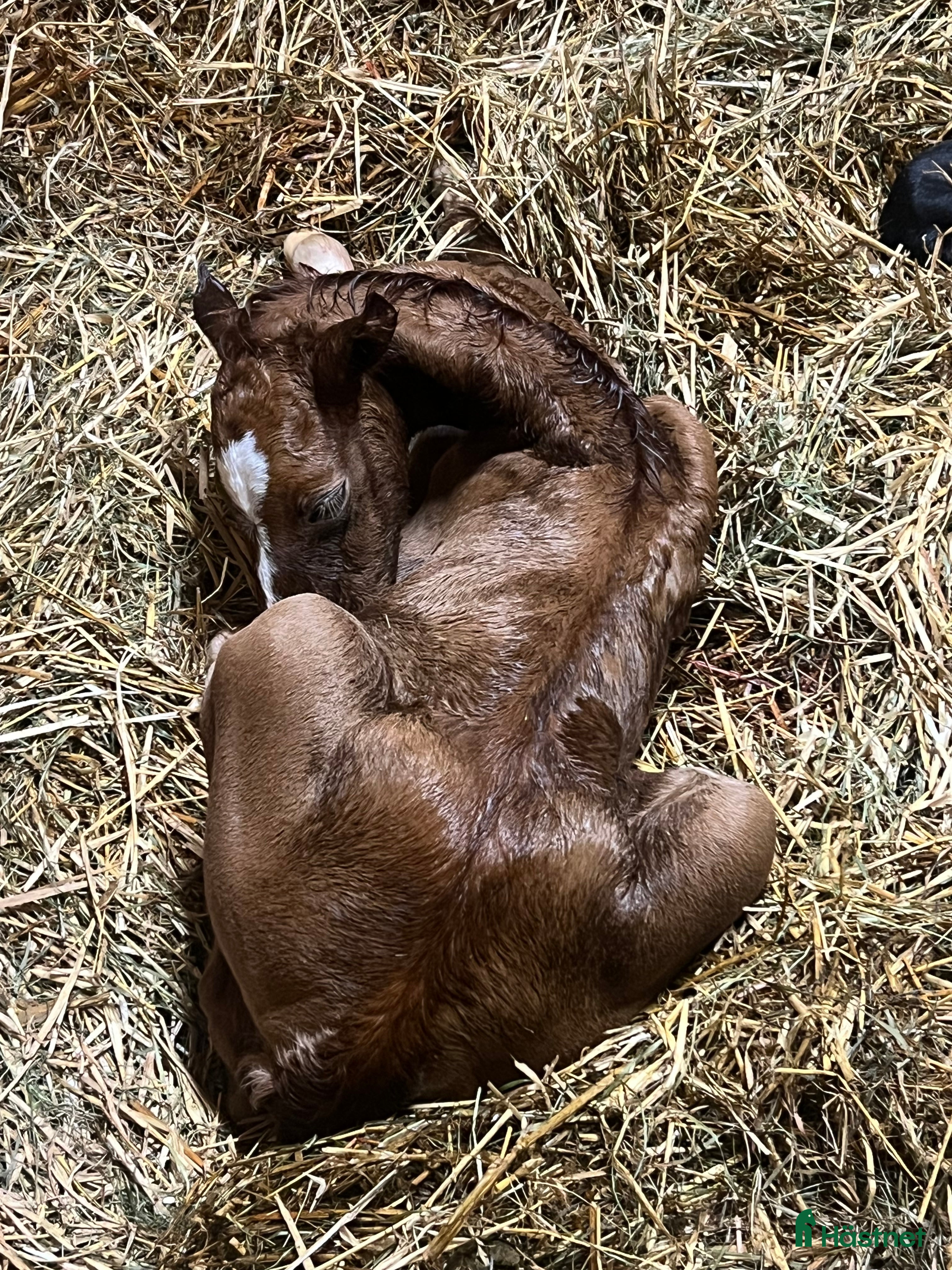 Hoppning hästar till salu: Vacker ädelsten! i Strömsnäsbruk - Annons 1