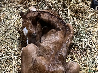 hästar Vacker ädelsten! i Strömsnäsbruk - Annons 21