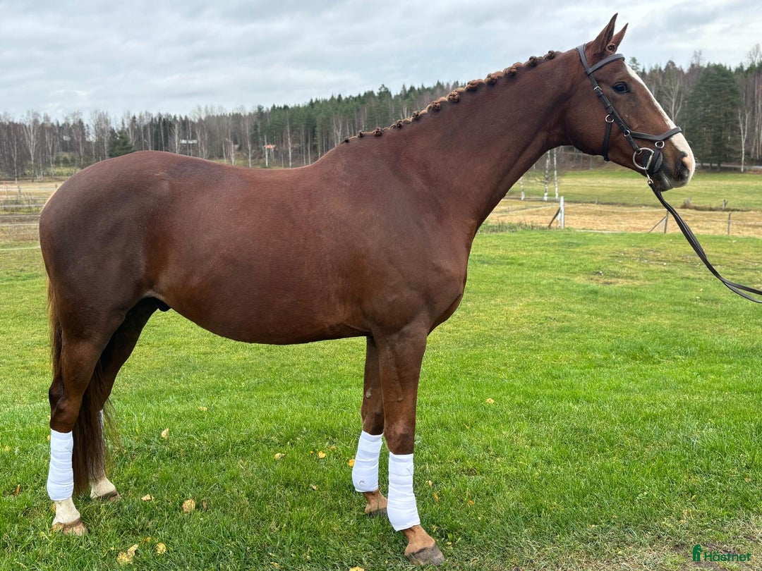 Dressyr hästar till salu: 5-årig dressyr valack i Kolmården - Annons 5