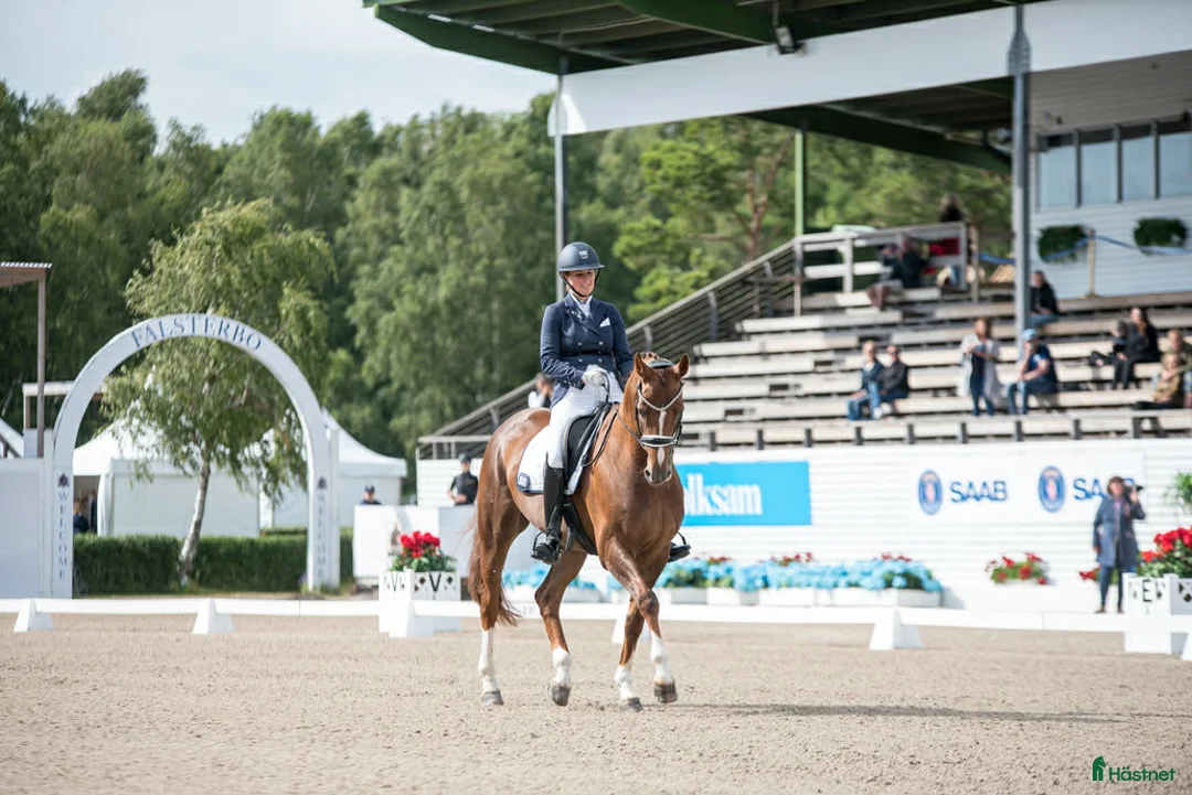  hästservice finnes: Tar emot häst för träning, tävling eller samarbete i Hallstahammar - Annons 1