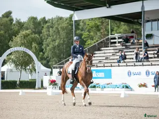 hästservice Tar emot häst för träning, tävling eller samarbete i Hallstahammar - Annons 22
