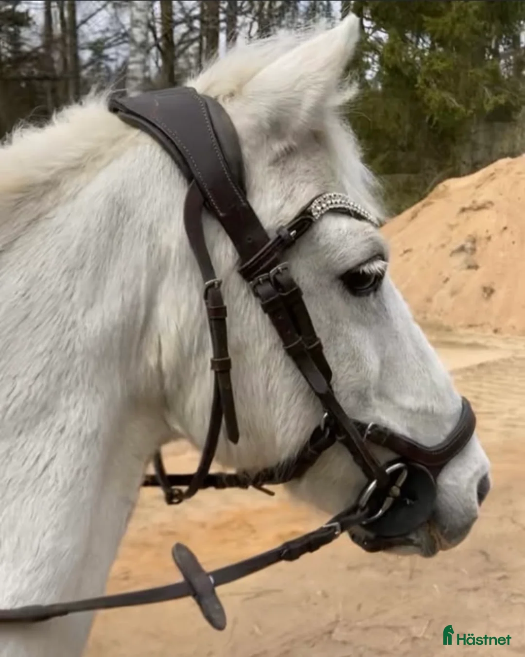 Allround hästar till salu: Vår underbar Älva letar nu nytt hem🌟 - Annons 2