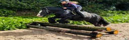 Allround hästar till salu: Bombproof / therapy pony - Annons 2