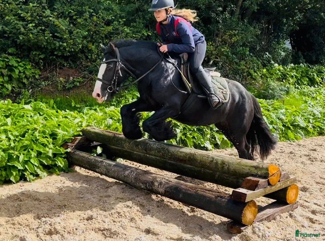 Allround hästar till salu: Bombproof / therapy pony - Annons 2