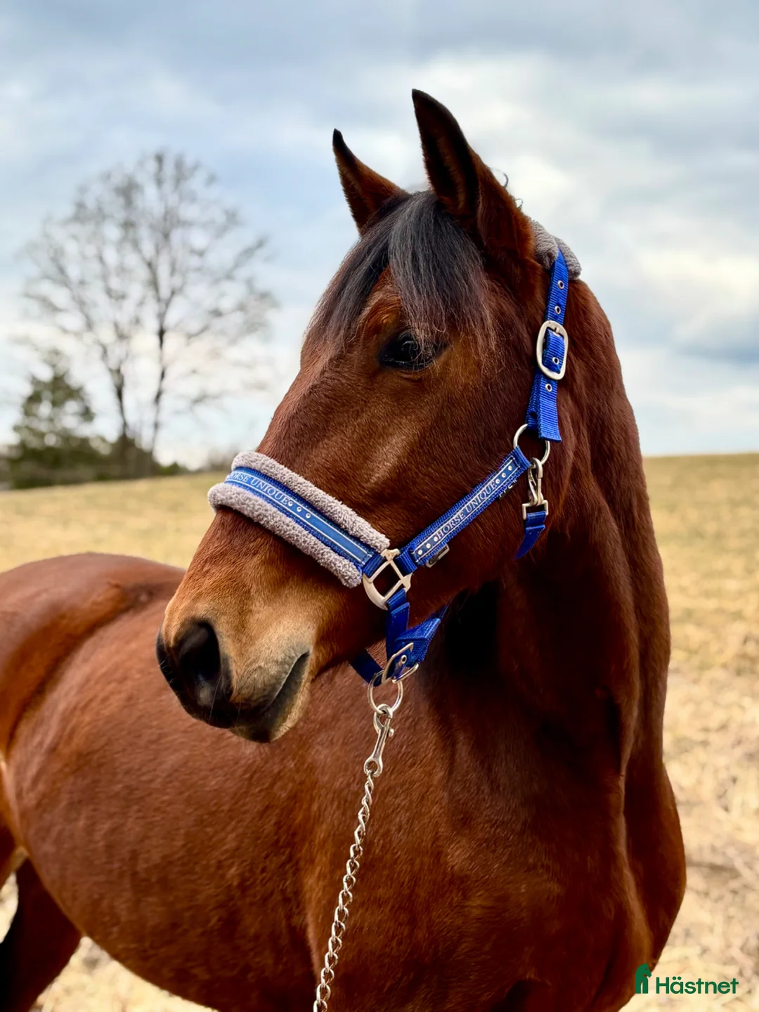 Allround hästar till salu: 🌸✨FRAMTIDS STJÄRNA✨🌸 - Annons 1