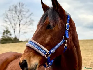 hästar 🌸✨FRAMTIDS STJÄRNA✨🌸 - Annons 8