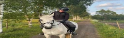 Hoppning hästar till salu: Läromästare, Connemarasto🌸  - Annons 1