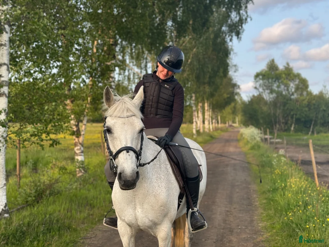 Hoppning hästar till salu: Läromästare, Connemarasto🌸  - Annons 1