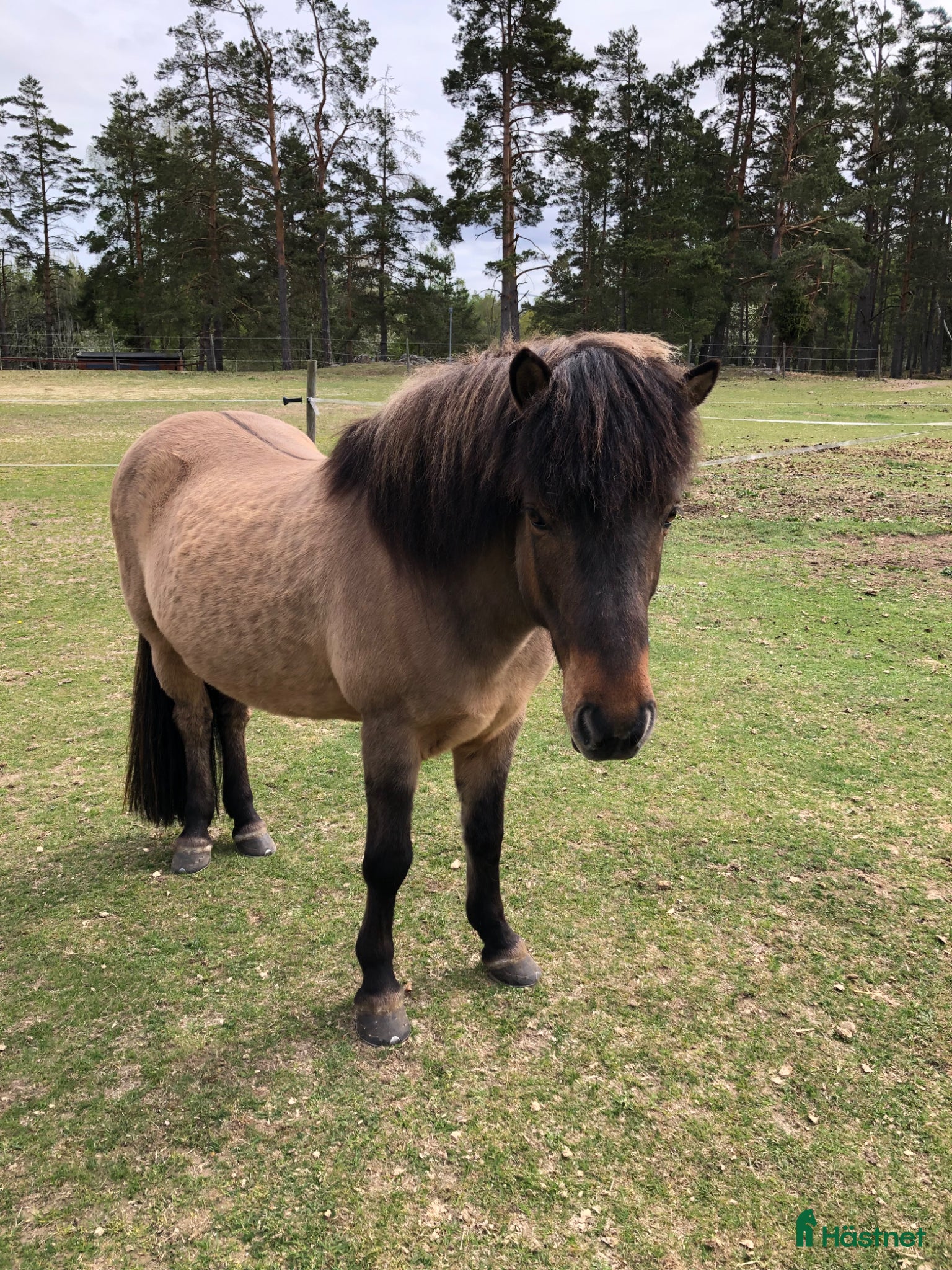Island hästar till salu: Känslig valack med ett hjärta av guld💫 - Annons 1