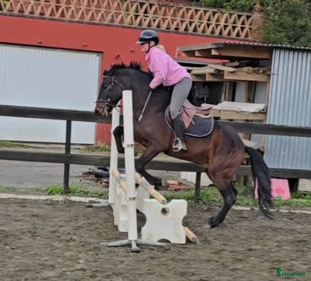 Övrigt hästar till salu: Trevliga hästar till salu i Spanien  i Mijas - Annons 4