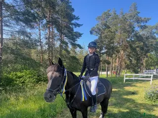 hästar Rutinerad tävlingsponny! - Annons 1