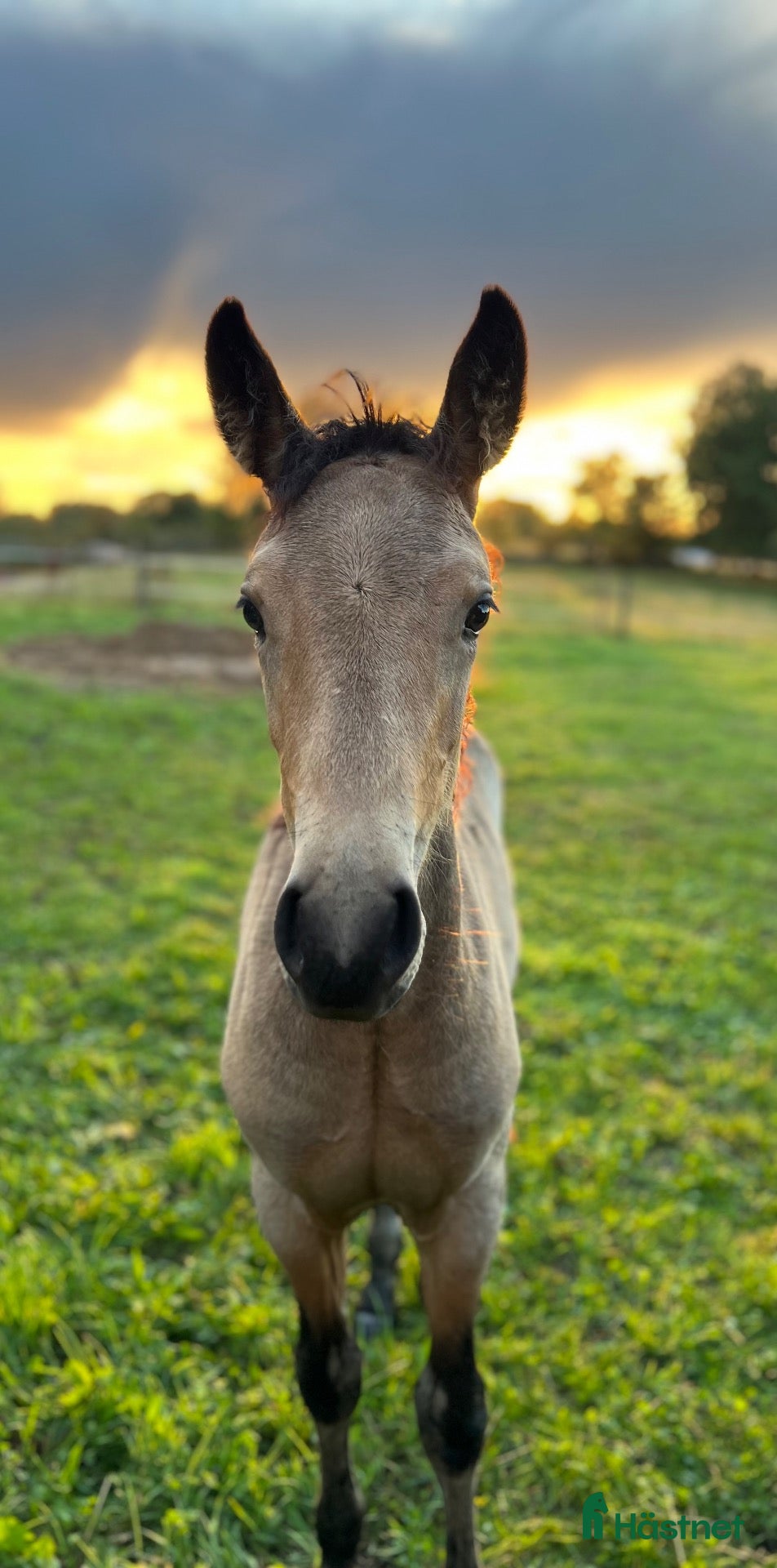  hästar Fullstammad Connemara Hingst e Bjennesby Axwell - Annons 1