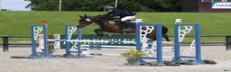 Övrigt hästar till salu: 138 Grand Prix C pony in France - Annons 5